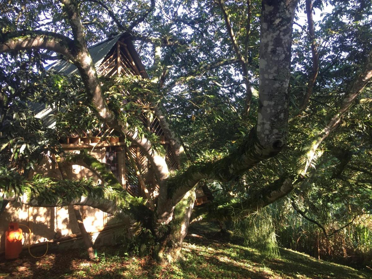 Glamping El Arbol En La Casa Villa San Antonio del Tequendama Exterior photo